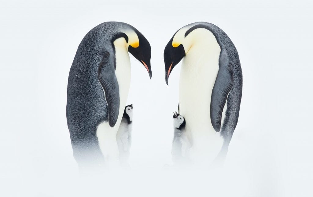 Antarctica04