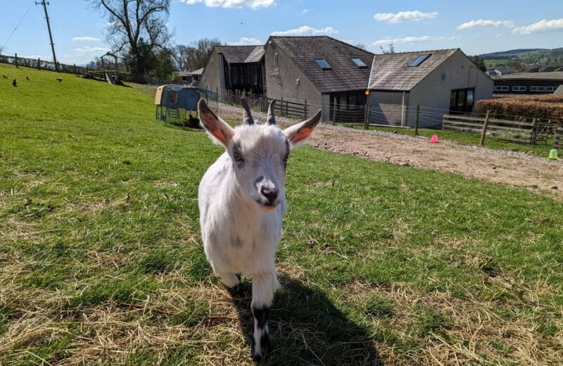 Supporting Tradition: Head of School Livi Donates Her Sedbergh Goat to Restart Africa